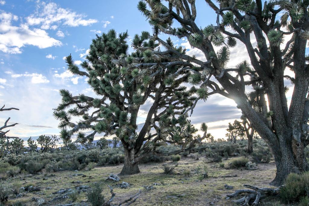 Grand Canyon Western Ranch Meadview Buitenkant foto