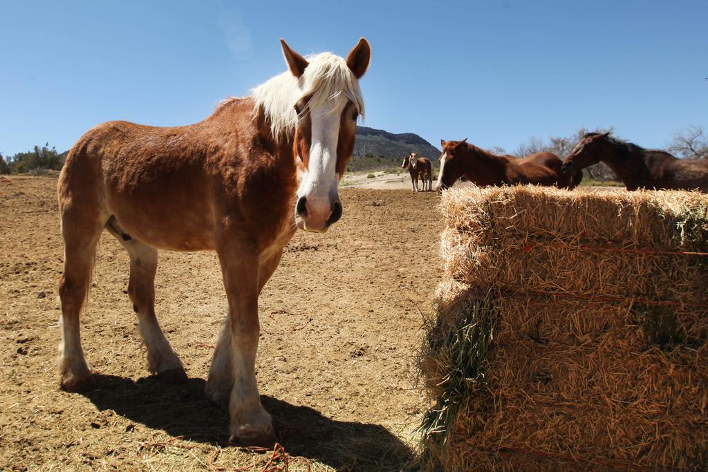 Grand Canyon Western Ranch Meadview Buitenkant foto